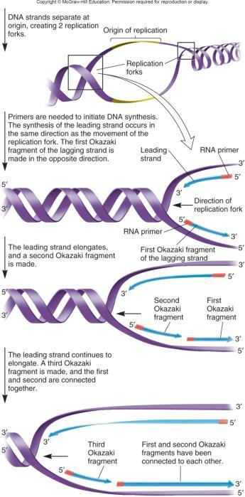 Things to do during replication The helix must undergo local unwinding. Once unwound, the exposed DNA must be stabilized.