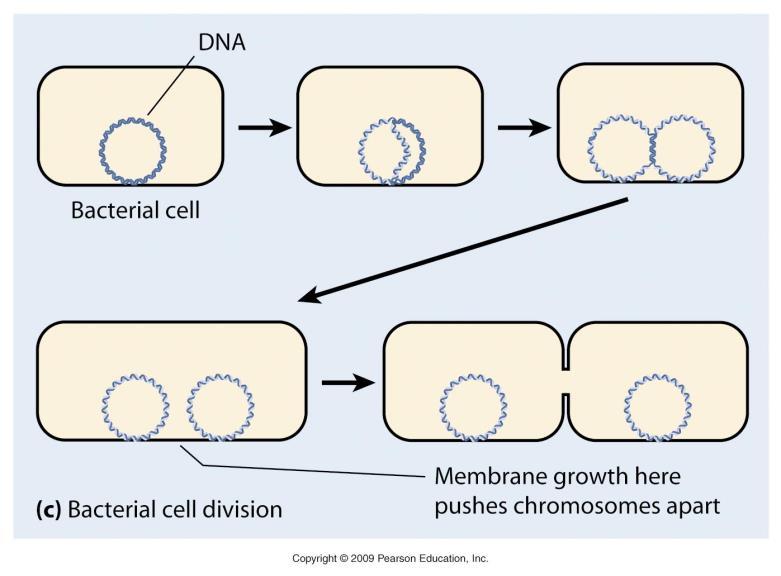 DNA replication in bacteria The first experiments Kornberg and his colleagues isolated an enzyme that was able to direct DNA synthesis in vitro.