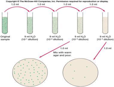 Culturing Plate techniques Pour Plate Method: using serial dilutions and transferring a portion of the solution to melted agar
