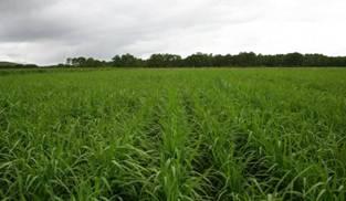 cajan Soil regeneration Rice direct seeded on mulch of