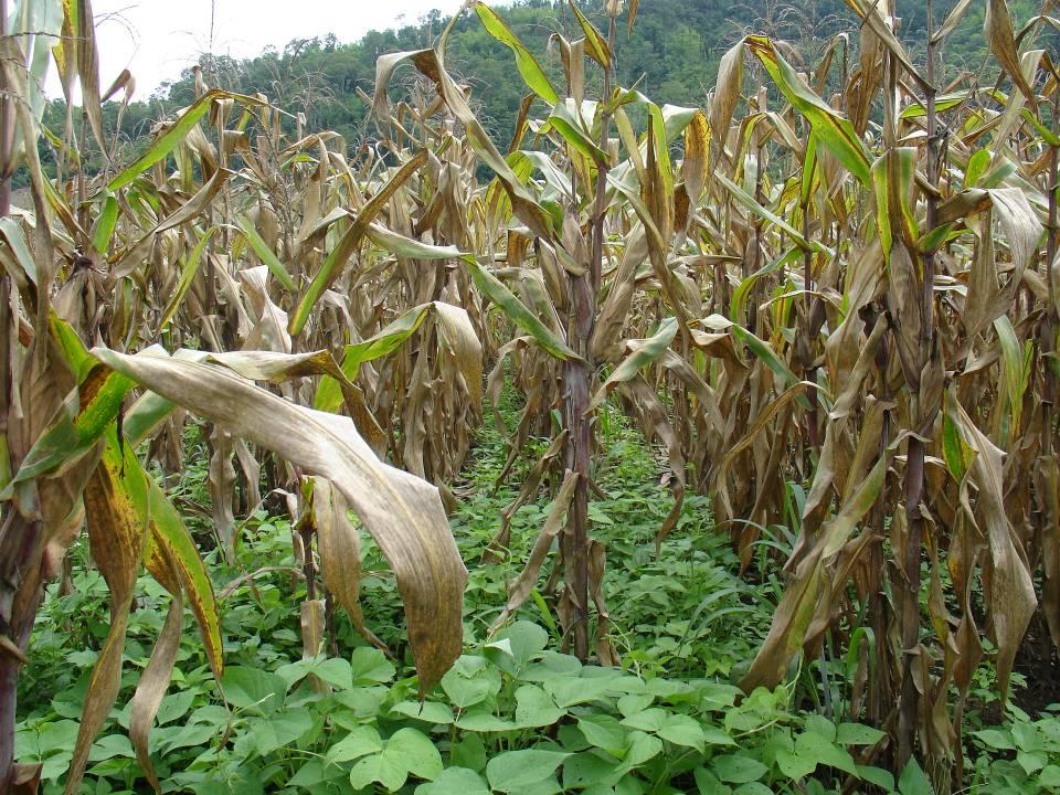 2008: 150 ha of corn associated with