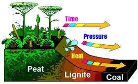 20 Step 1 Step 2 Step 3 Step 4 Step 5 Step 6 Step 7 Step 8 Energy from the Sun gets absorbed by plants. Plants die and turn into coal over millions of years.