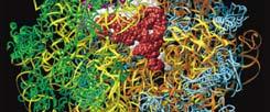 Antibacterial Discovery: Structural Genomics of the Bacterial Ribosome 30S 50S (Franceschi & Duffy, Biochem. Pharmacol.