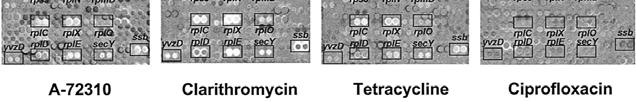 subtilis gene expression array images for A-72310 (128 µg/ml), clarithromycin (10 µg/ml), tetracycline (0.1 µg/ml), and ciprofloxacin (0.