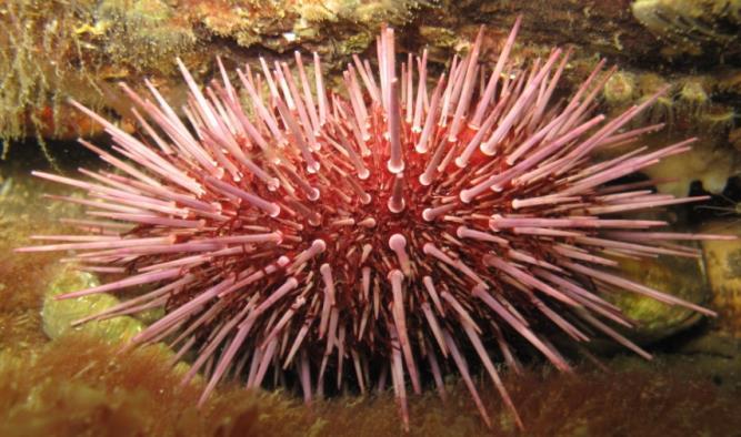 Sea urchins Attracted to and consume kelp (Ecklonia radiata) Kelp grown in elevated nutrients appears more attractive to urchins Urchin densities 8 m -2 will overgraze kelp and maintain urchin