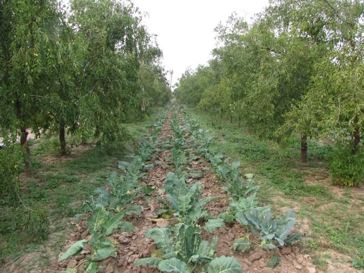 rotation, Cucumber-wheat rotation Pepper- cabbage intercrop,