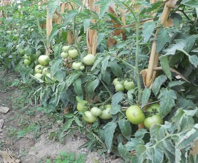 tomato/cucumber intercrop Rotation/intercrop significantly
