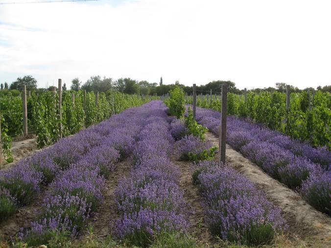 Grape - lavender Grape-lavender system will