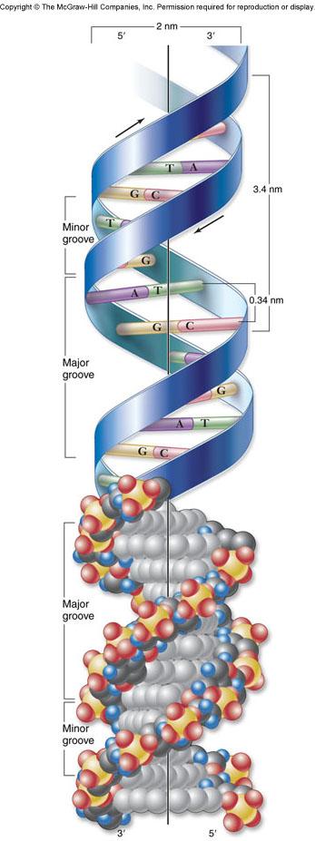 DNA Structure The two strands of nucleotides are antiparallel to each other one is oriented 5 to 3, the other 3 to 5 The two strands wrap around each other to create the helical shape of the molecule.