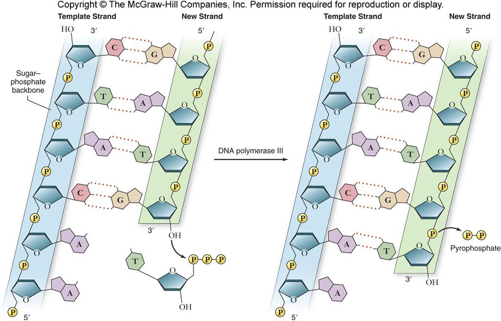 19 Prokaryotic DNA Replication DNA replication is semidiscontinuous.