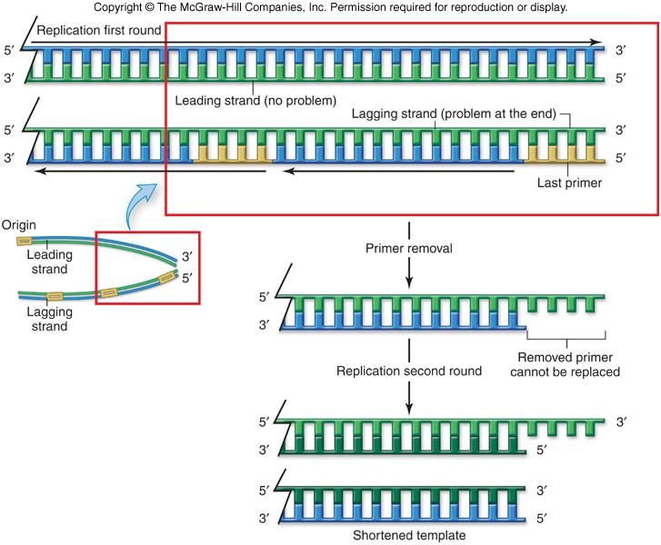 Eukaryotic DNA Replication Synthesizing the ends of the chromosomes is difficult because of the lack of a primer. With each round of DNA replication, the linear eukaryotic chromosome becomes shorter.