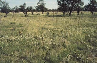tips. Brush Busters Mesquite Leaf Spray Wait until 3 rd growing season after
