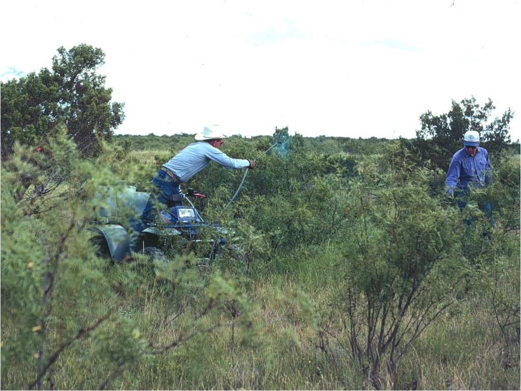 Current Brush Busters Species Mesquite Cedar Pricklypear Chinese Tallowtree Greenbriar Yucca