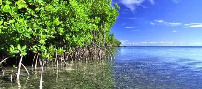 Mangroves Mangrove forests are very important as habitat for animals, protection from storms,