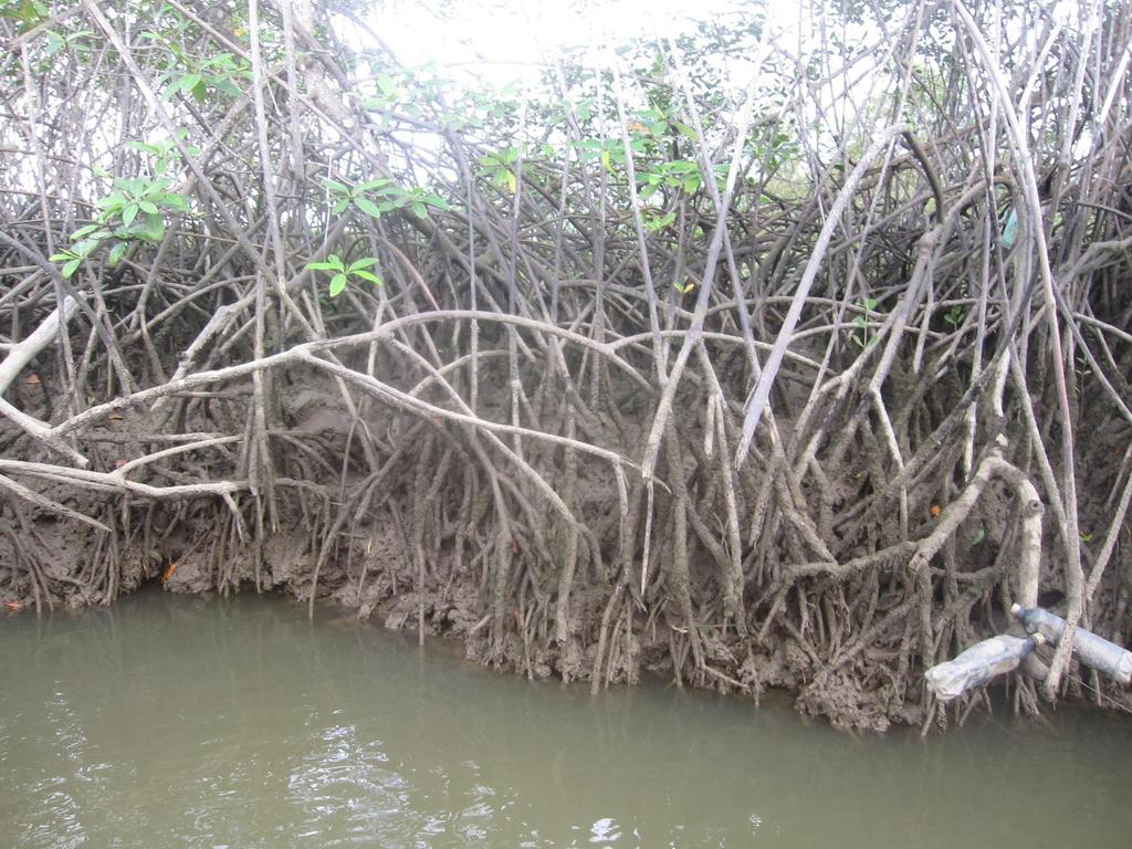 Destruction of Mangroves is a Double-edged Sword Their deep sediment makes mangrove forests highly effective at capturing and storing the carbon emitted into the atmosphere by humans.