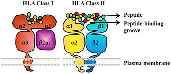 18 Synonymous versus non-synonymous substitutions In HLA: