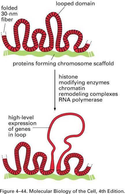 Andy Belmont chromosomes