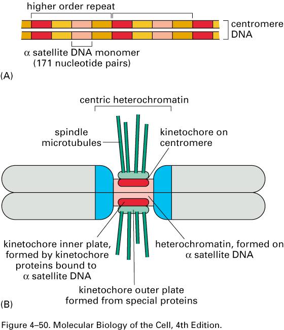 Centromeres and Kinetochores prometaphase and anaphase movement spindle assembly