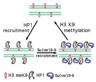 Propagation of a Silent Epigenetic State Su(var)3-9 : H3 K9