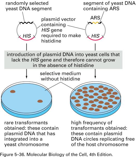 Timing of Replication in Yeast is Chromatin-Dependent