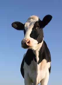 CERTIFICATE IN Dairy Knowledge (Level 2) duration: Level: 1 2 Year from date of enrolment, part-time study 65 credits The Certificate in Dairy Knowledge (Level 2) was developed in response to great