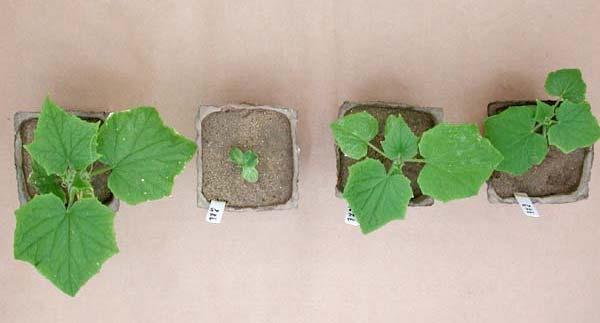 Fig. 4 Cucumber seeded in root-knot nematode infested soil (second trial). From left to right: noninfested control; non-treated check, P.
