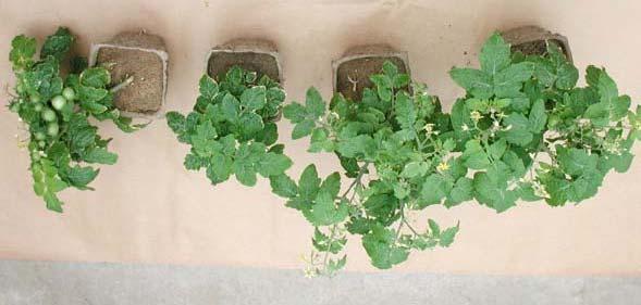 Fig. 5 Tomatoes transplanted in root-knot nematode infested soil. From left to right: non-infested control; non-treated check, P.