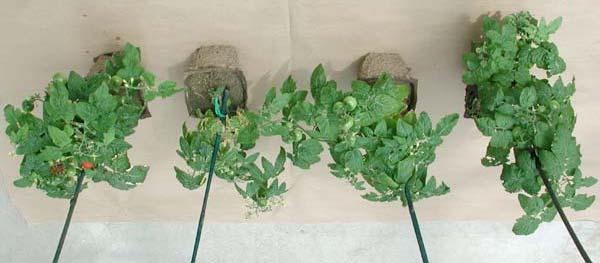 Fig. 7 Tomatoes transplanted in root-knot nematode infested soil (second yield trial).