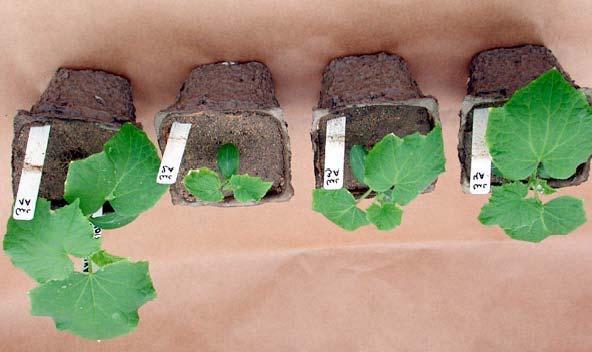 Fig. 3 Cucumber seeded in root-knot nematode infested soil (first trial). From left to right: non-infested control; non-treated check, P.