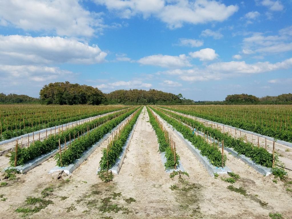 Tomato Field Experiments: Fall 2017, Spring 2018, GCREC Cultivars Chemicals