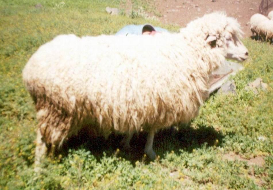 carcass composition, with white, semi-rough wool cover of medium size. Rams' live weight is 80-90 kg ewes weigh 52-58 kg. Meat productivity is high slaughter weight is 48-65 percent.