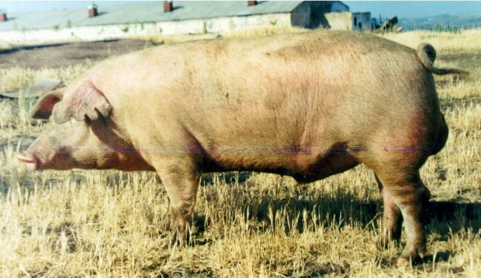 Pig breeds Armenian meet breed The main breeds cultivated in Armenia are local meat, big white, exotic Welsh, Landras, Duroc and Ukrainian species.