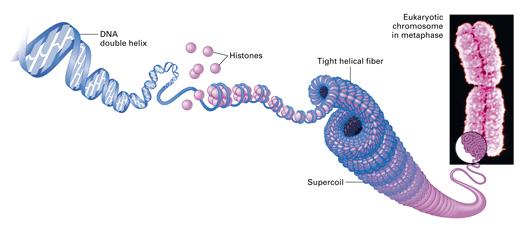 DNA in Eukaryotic Cells Much more DNA than prokaryotic cells (humans about 12 feet of DNA per cell) DNA is coiled around histone proteins to help pack it into the cell this is called