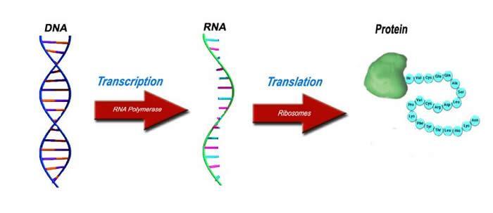 Chromosomes Contain all of the genes an organism needs to survive and reproduce Genes are segments of DNA that specify how to build a protein Each gene (segment of DNA) is copied using RNA and the