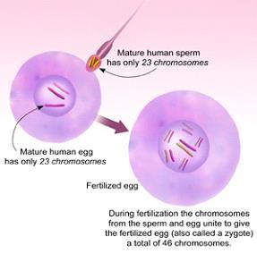 with) the egg Cells that always have just one set of chromosomes are monoploid (mono = 1) Cells that have three or more sets of chromosomes are