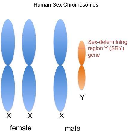 Chromosomes The Y makes the Guy All fetuses start out as females (hence the