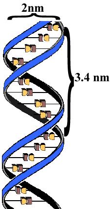 DNA twists into a double helix shape because of the way the atoms interact with one another forming its three dimensional shape.