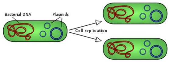 DNA in Prokaryotic Cells May be linear or circular Contained in the nuclear region (nucleoid) of the cytoplasm because prokaryotes don t have a nucleus May also include short, circular plasmids which