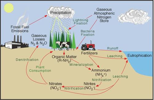 Nutrient Source Categories Natural Sources Result of regional and local geology, soils, climatic and hydrologic processes Natural biochemical processes Natural vegetative decay Human Caused Sources
