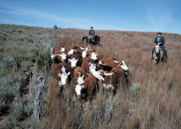 Agricultural Land Management Livestock