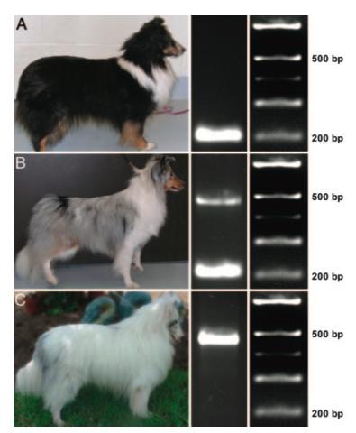 Example: Merle patterning in dogs Merle or dilute coat color is a desired trait in collies, shetland sheepdogs (pictured), Dachshunds and other breeds Homozygotes for