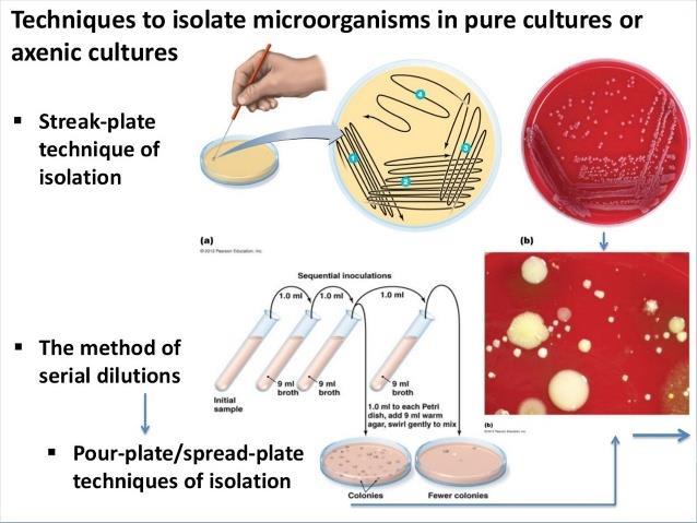 Isolation of bacteria in pure culture In order to study the properties of an organism (e.g. antibiotic sensitivity), it must be handled separately.
