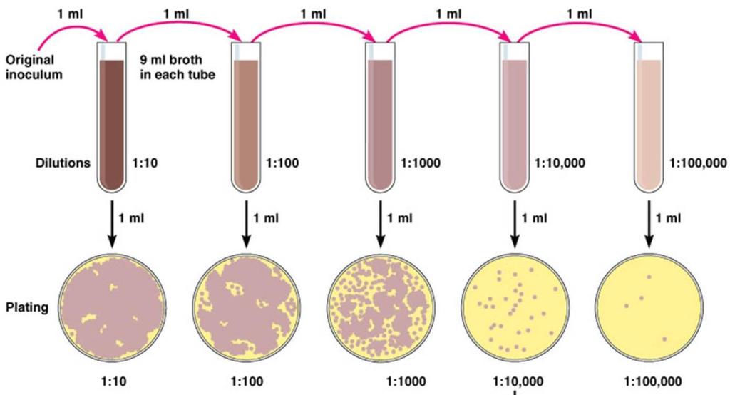 Measuring bacterial growth Cell concentration by viable counts and turbidometry, both are related through a standard curve. Turbidometry (e.g. measuring the turbidity of a culture using a spectrophotometer).