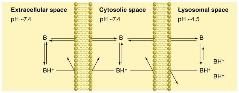 Lysosomes Internal ph of around 5 (cf 7.4) to allow acidic hydrolases to act.