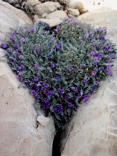 The Marble Canyon milk-vetch Astragalus cremnophylax var.