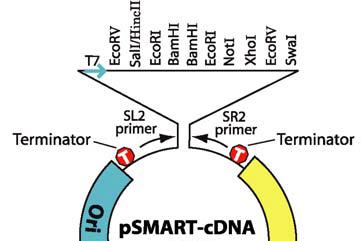 Appendix D: Vector Map, Cloning Site, and Sequencing Primers The psmart -cdna vector is supplied predigested at various restriction sites, with dephosphorylated ends.