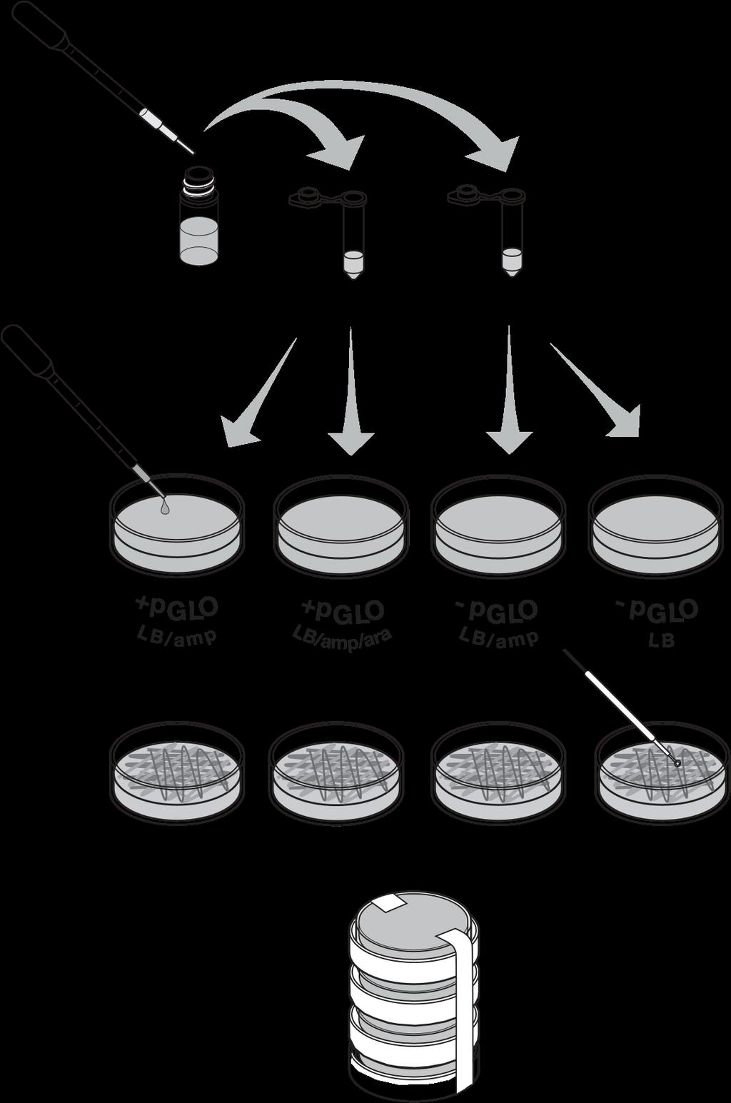 QUICK GUIDE 7. While the tubes are sitting on ice, label your four agar plates on the bottom (not the lid) as shown on the diagram. 8. Heat shock.