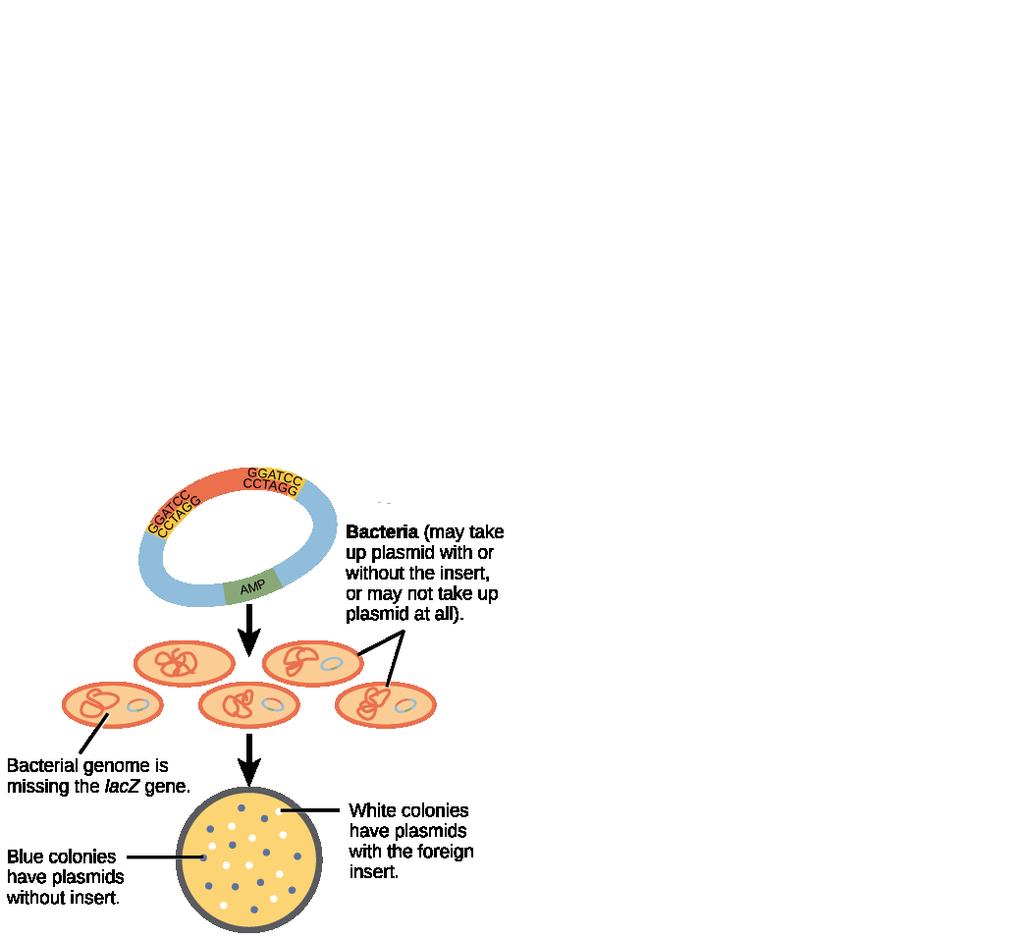 plasmid must then be placed back into the bacteria that can then replicated and create many bacteria producing the gene of interest.