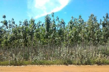 Waste utilization 1) Treated water from ETP is used for cane irrigation and Trees plantation around the factory. 2.