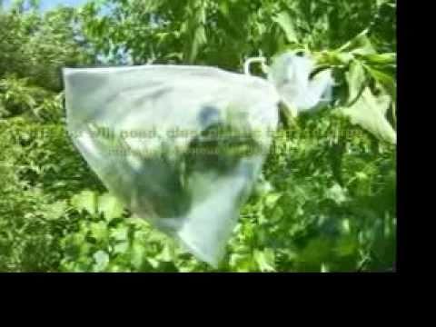 Measuring transpiration in an individual plant One way to measure transpiration in the field is to put a bag around a branch (or a whole plant) and measure the flow of gases, including water vapor,